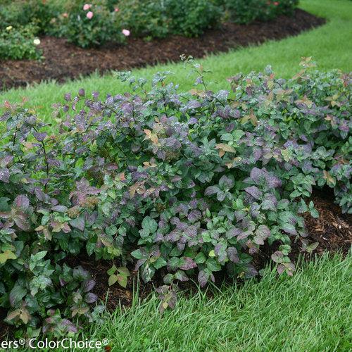 Spiraea x 'SMSMBK' - Double Play® Blue Kazoo Spirea