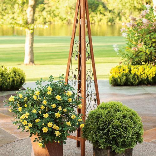 Rosa x 'Chewhocan' - Oso Easy Lemon Zest® Rose