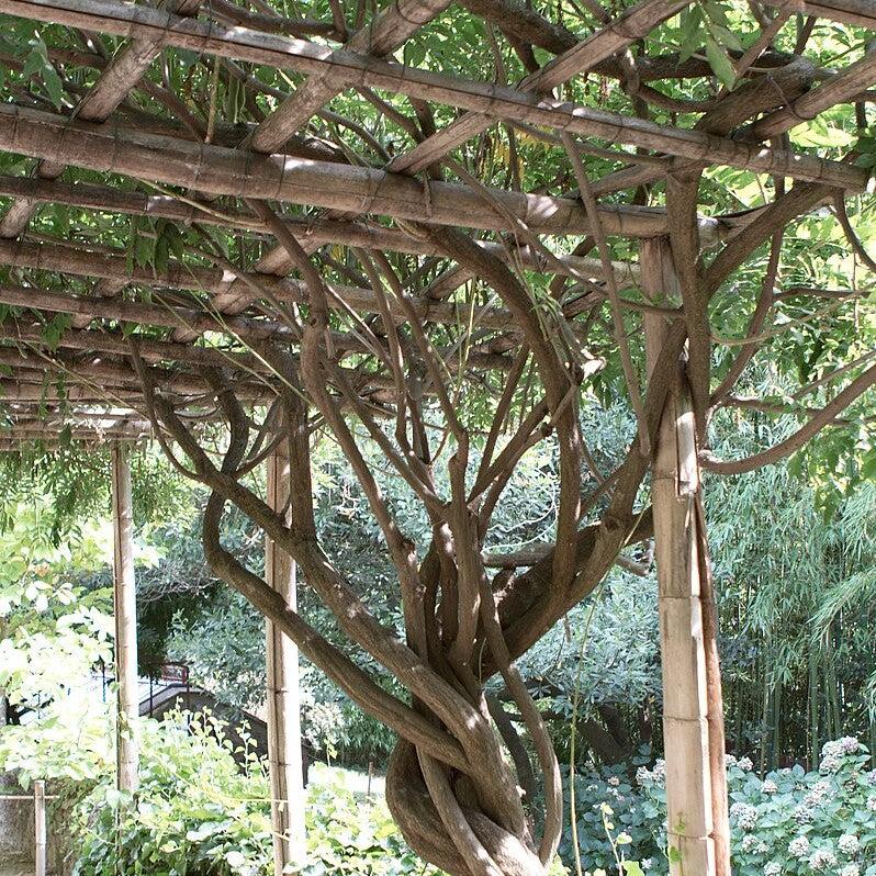 Campsis radicans - Trumpet Vine