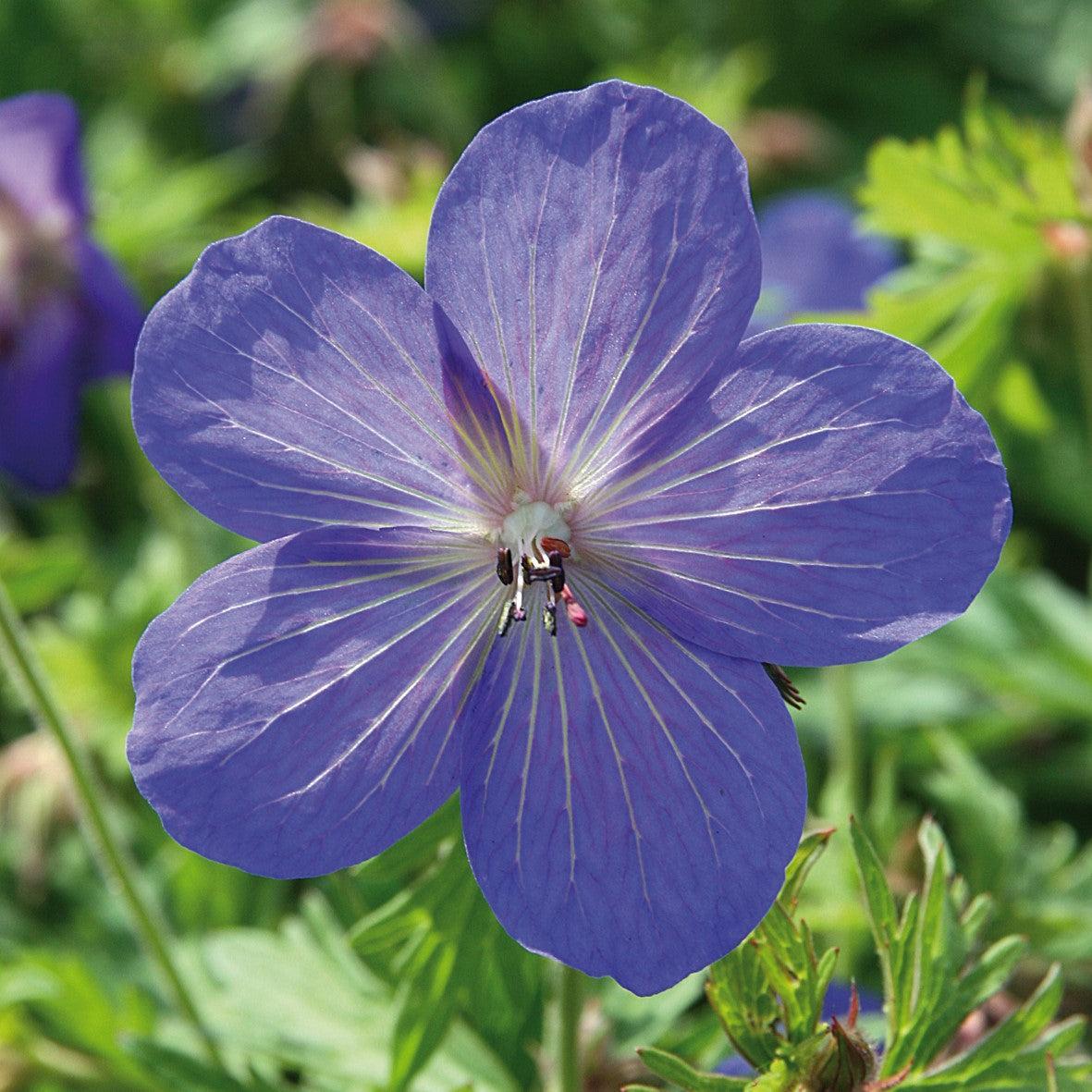 Geranium 'Johnson's Blue' - Johnson's Blue Cranesbill