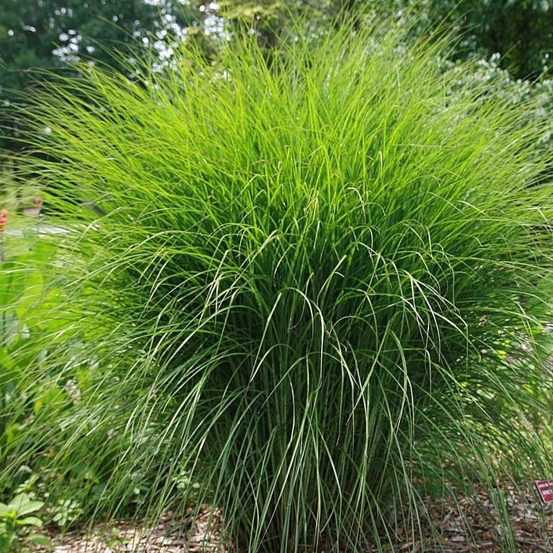 Miscanthus sinensis 'M77' - Scout™ Maiden Grass