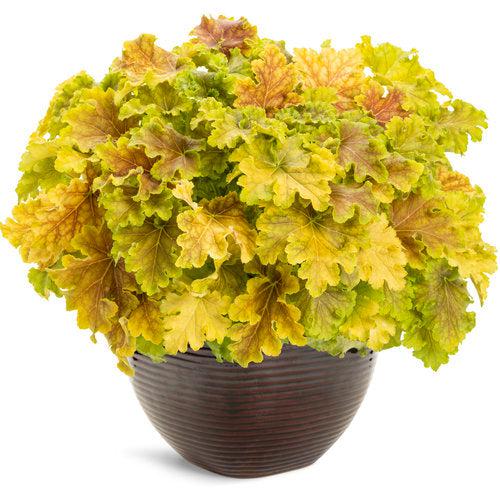 Heuchera 'Apple Twist' PP31,221 - PW® Dolce® Apple Twist Heuchera