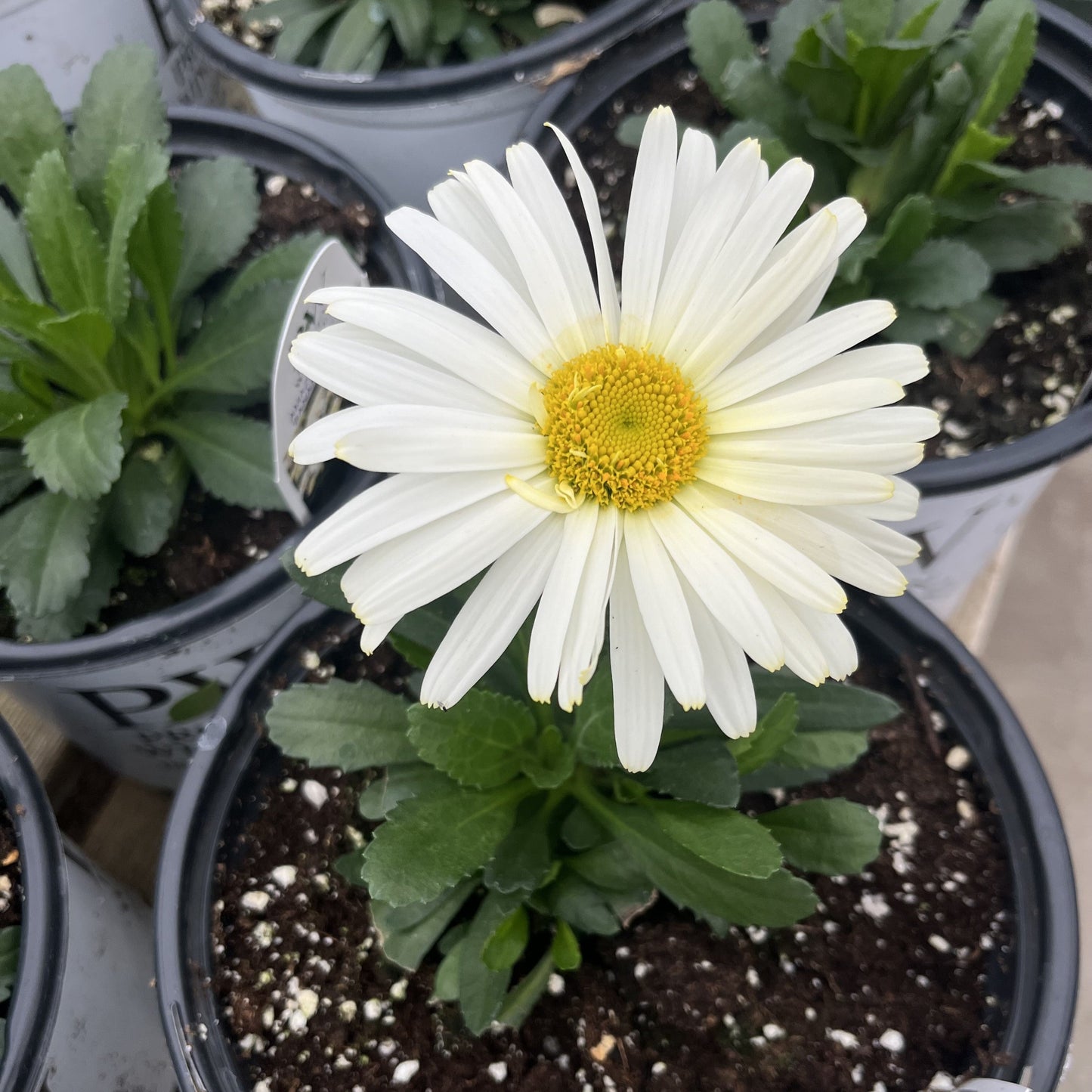 Leucanthemum superbum ’Banana Cream II’ - PW® Amazing Daisies® Banana Cream II Shasta Daisy