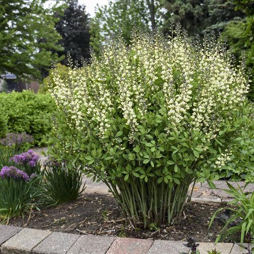Baptisia 'Vanilla Cream' - Decadence® Vanilla Cream False Indigo