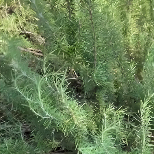 Rosmarinus officinalis 'Salem' - Salem Rosemary