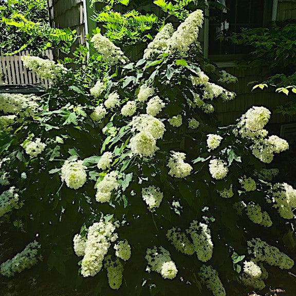 Hydrangea quercifolia 'Snowcicle' - Snowcicle Hydrangea