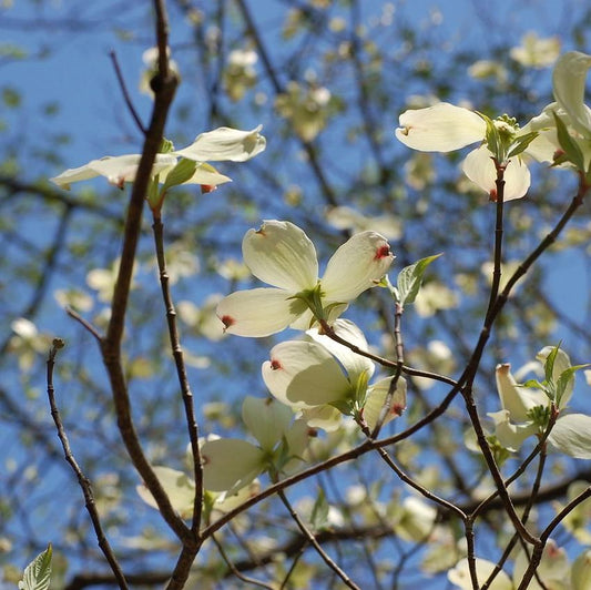 Cornus florida - Flowering Dogwood