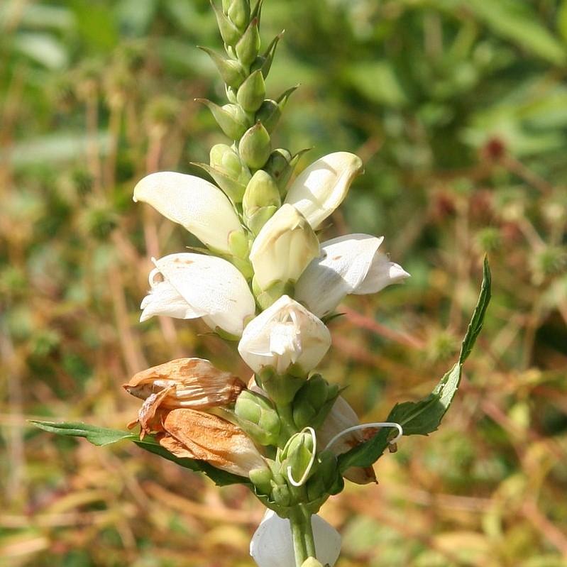 Chelone glabra - White Turtlehead