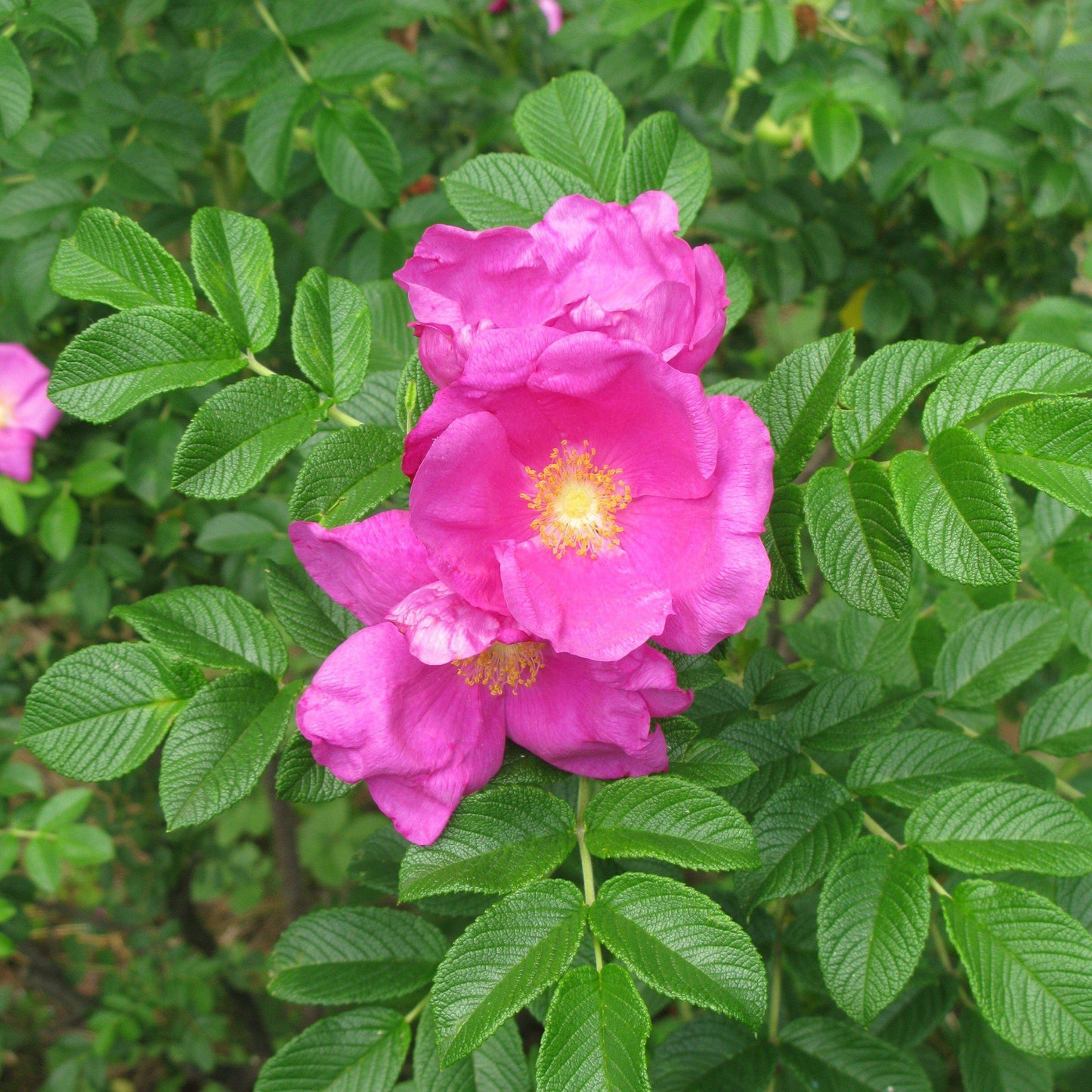 Rosa rugosa - Rugosa Rose, Japanese Rose