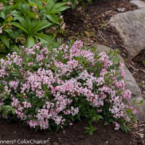 Deutzia 'NCDX2' - Yuki Cherry Blossom® Deutzia