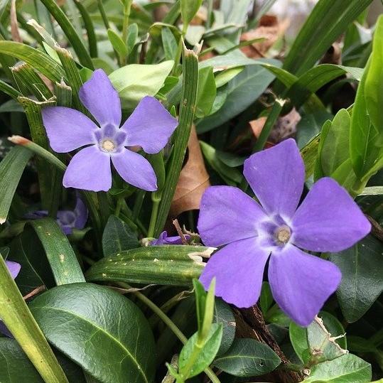 Vinca minor 'Bowles' - Bowles Periwinkle