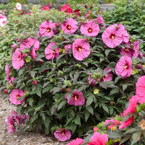 Hibiscus 'Berry Awesome' PP27936 - Summerific® Berry Awesome Hibiscus