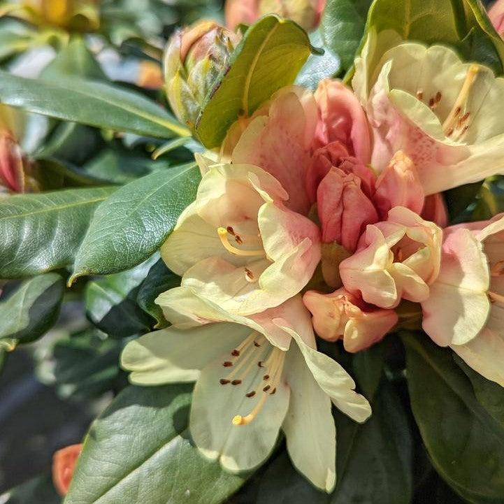 Rhododendron yakushimanum Miyama 'Gold Prinz' - Gold Prinz Rhododendron
