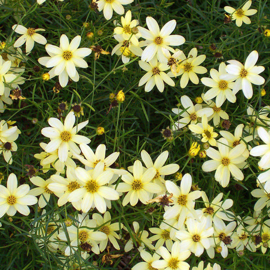 Coreopsis verticillata 'Moonbeam' - Moonbeam Threadleaf Coreopsis