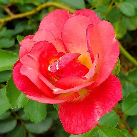 Rosa 'BAIset' - Easy Elegance® Sunrise Sunset Rose