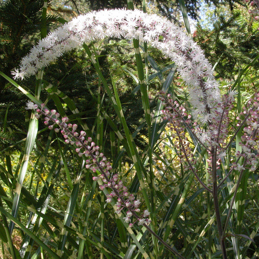 Actaea simplex 'Brunette' - Brunette Bugbane, Cohosh