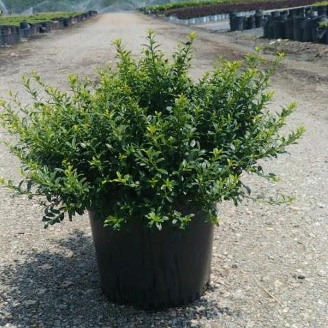 Ilex crenata 'Soft-Touch' - Soft Touch Japanese Holly