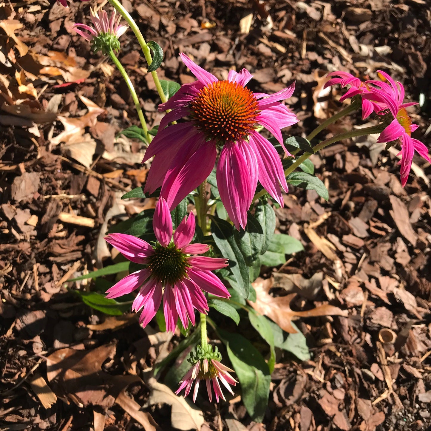 Echinacea purpurea 'PAS702917' - PowWow® Wild Berry Echinacea, Coneflower