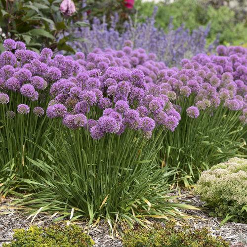 Allium ‘Serendipity’ - Serendipity Ornamental Onion