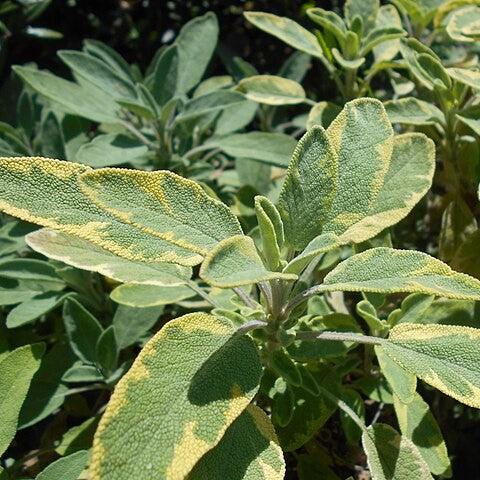 Salvia officinalis 'Icterina' - Icterina Golden Sage