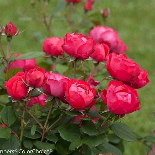 Rosa 'Meipeporia' - OSO Easy® Double Red Rose