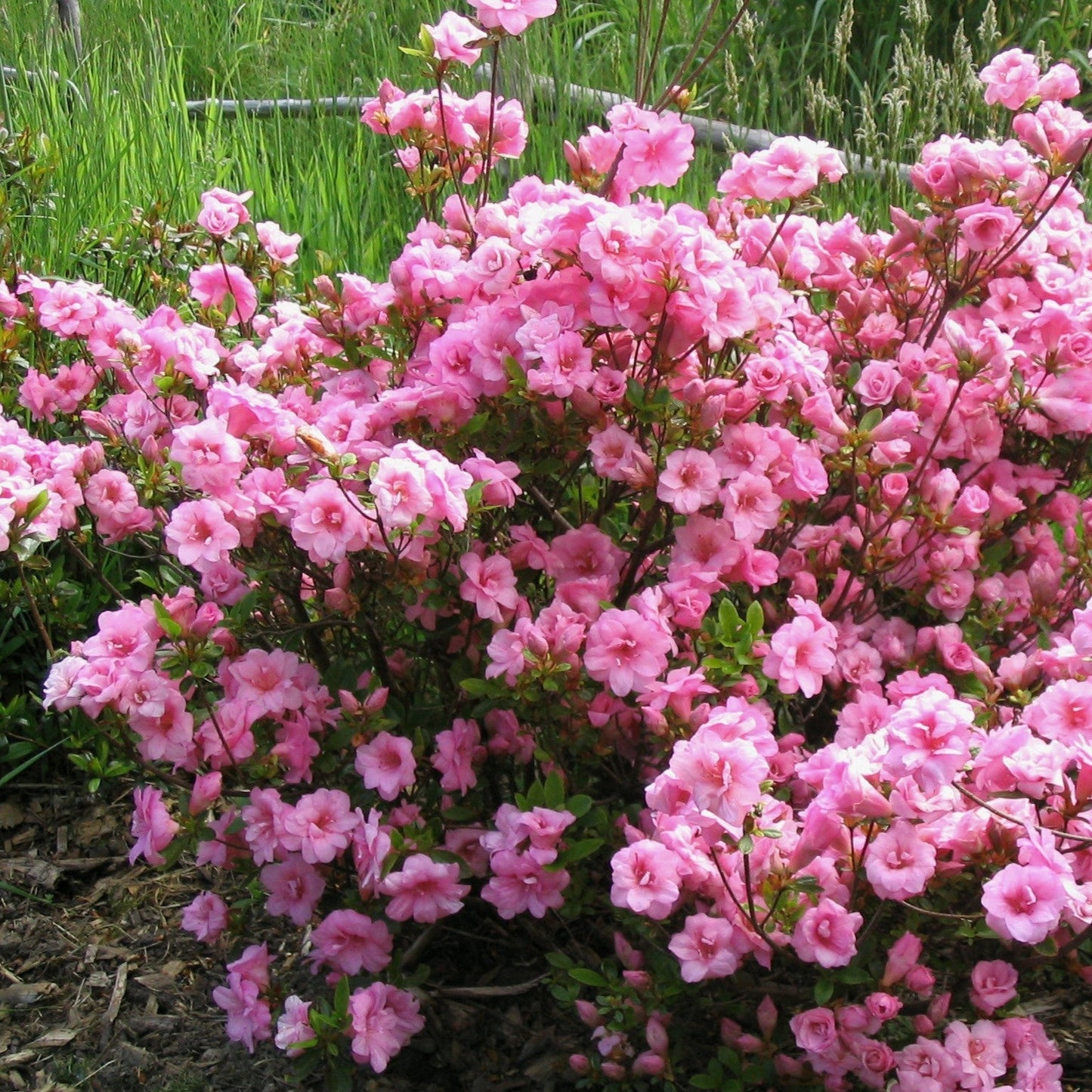 Rhododendron 'RLH2-4P1-5' - Bloomin' Easy® Ever After™ Blush Azalea