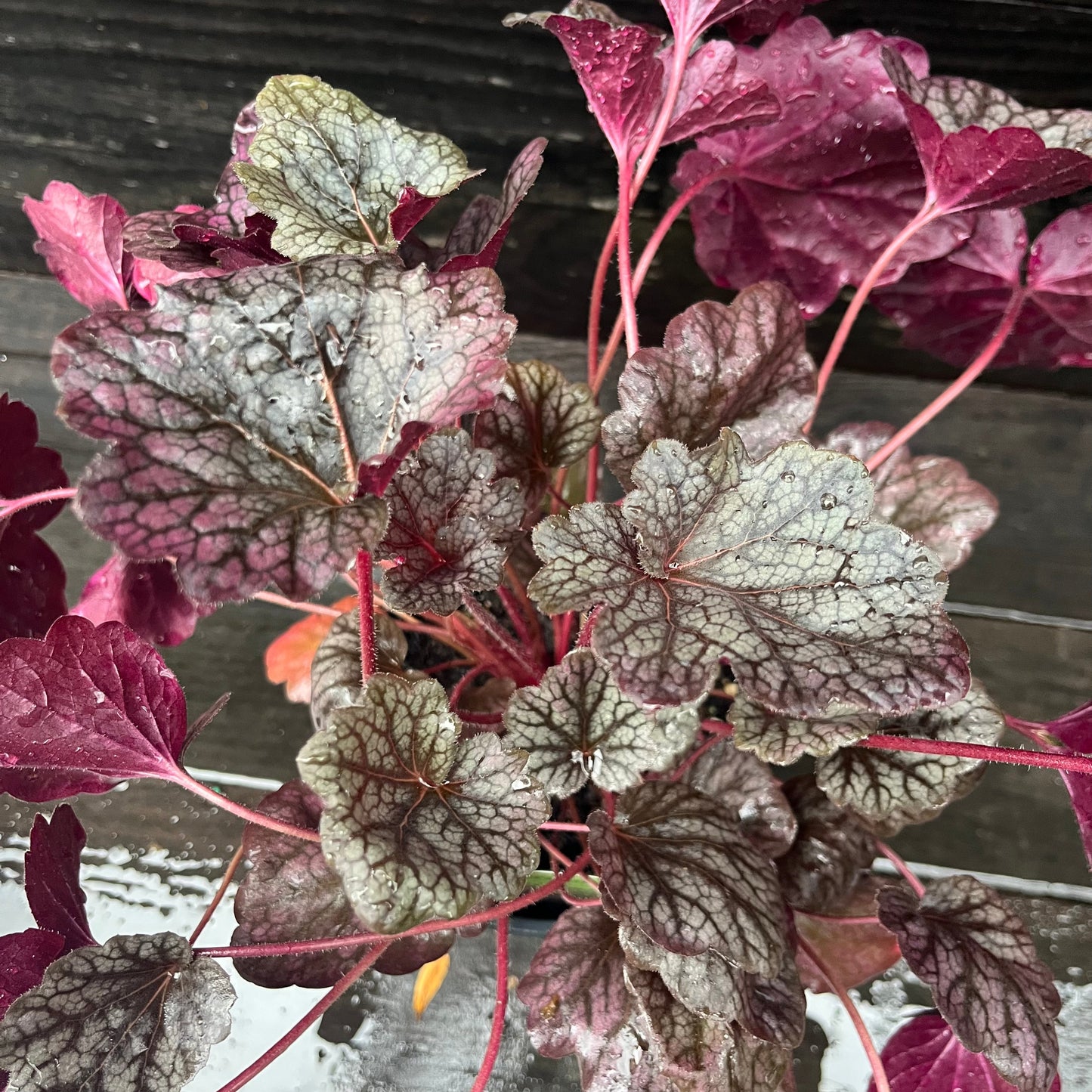 Heuchera 'Grape Expectations' - Grape Expectations Coral Bells