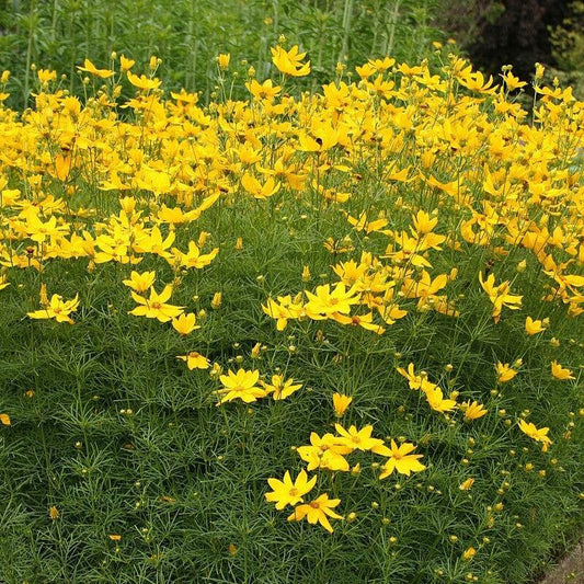 Coreopsis verticillata - Threadleaf Coreopsis