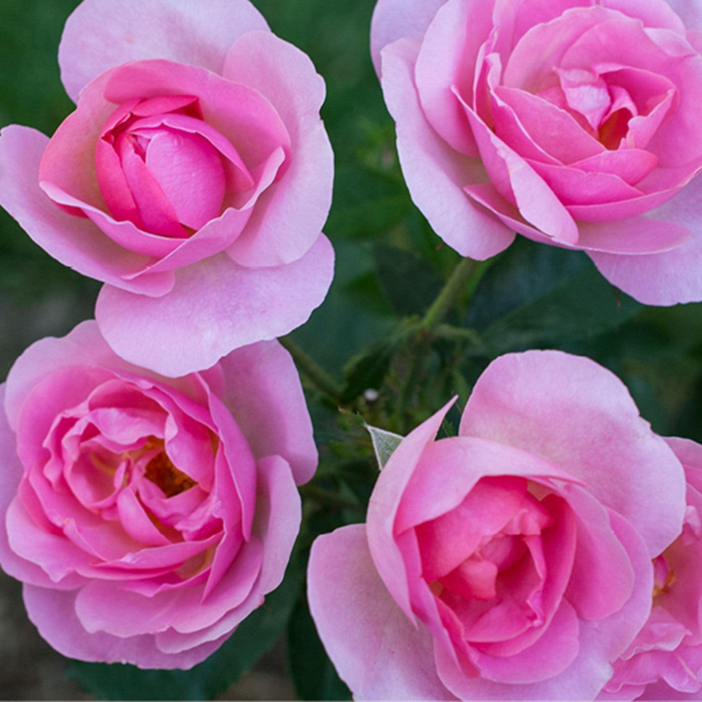 Rosa 'Radgor' - Knock Out® Peachy Rose