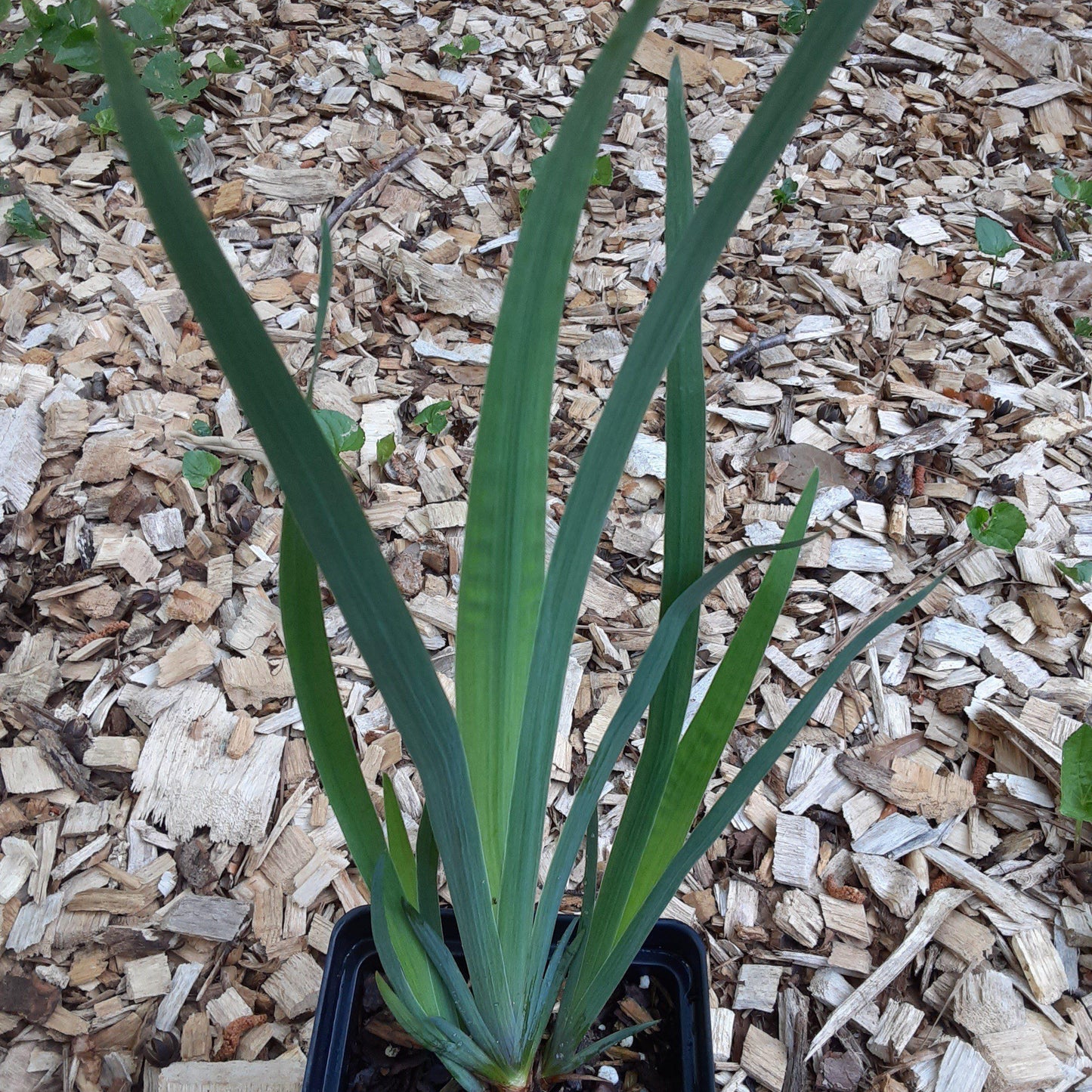 Iris versicolor - Northern Blue Flag Iris, Harlequin Blue Flag
