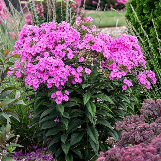 Phlox paniculata 'Luminary Prismatic Pink' - Luminary® Prismatic Pink Phlox