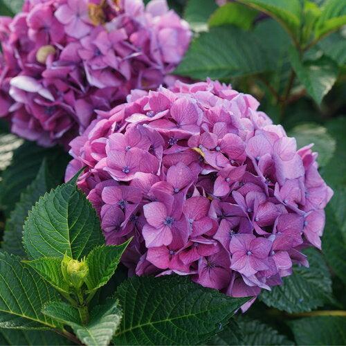 Hydrangea macrophylla 'SMNHMTB' PP35,317 - Let's Dance® Loveable® Hydrangea