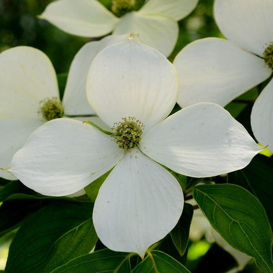 Cornus kousa - Kousa Dogwood