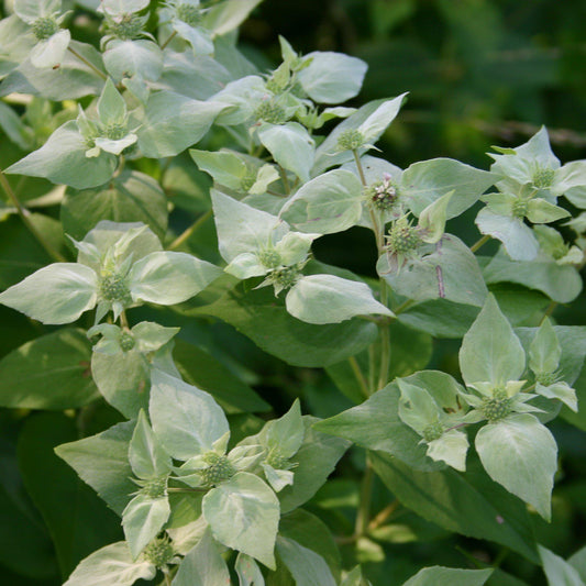 Pycnanthemum muticum - Mountain Mint
