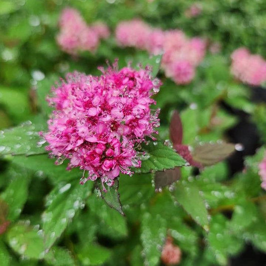 Spiraea japonica 'Odessa' - Bloomin' Easy® Poprocks® Petite Spirea