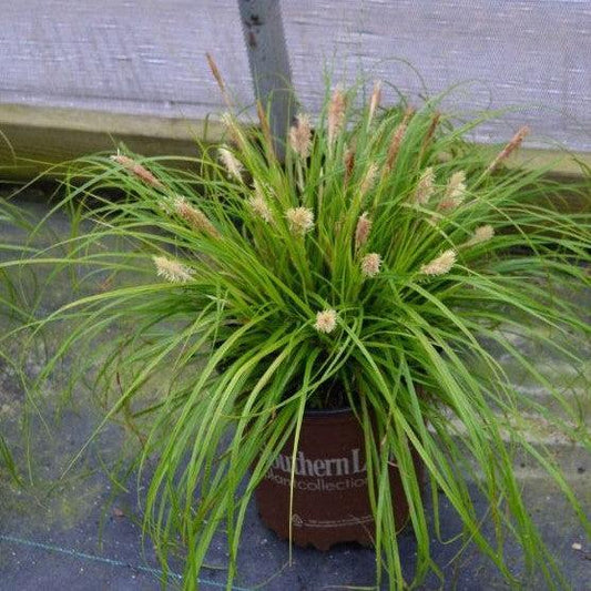 Carex oshimensis 'Everillo' PP#21,002 - EverColor® Everillo Sedge