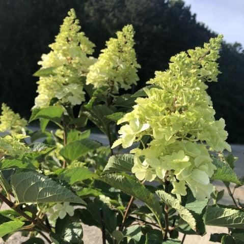Hydrangea paniculata 'Renba' PP28,509 - First Editions® Berry White® Hydrangea