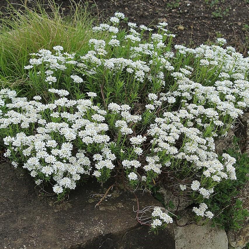 Iberis sempervirens 'Snowsurfer' - Snowsurfer™ Candytuft