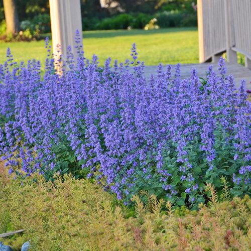 Nepeta faassenii 'Cat's Meow' - Cat's Meow Catmint