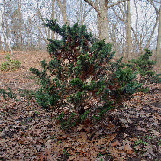 Chamaecyparis obtusa 'Gracilis' - Slender Hinoki False Cypress