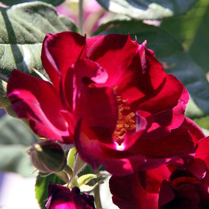 Rosa 'Don Juan' - Don Juan Rose