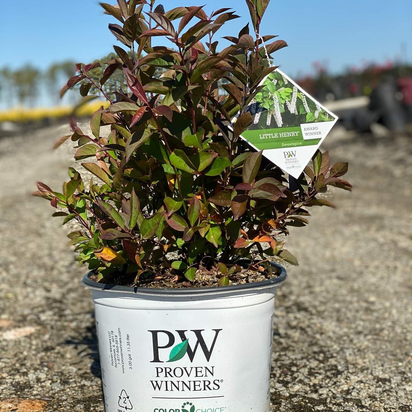 Itea virginica 'Sprich' - Little Henry® Sweetspire
