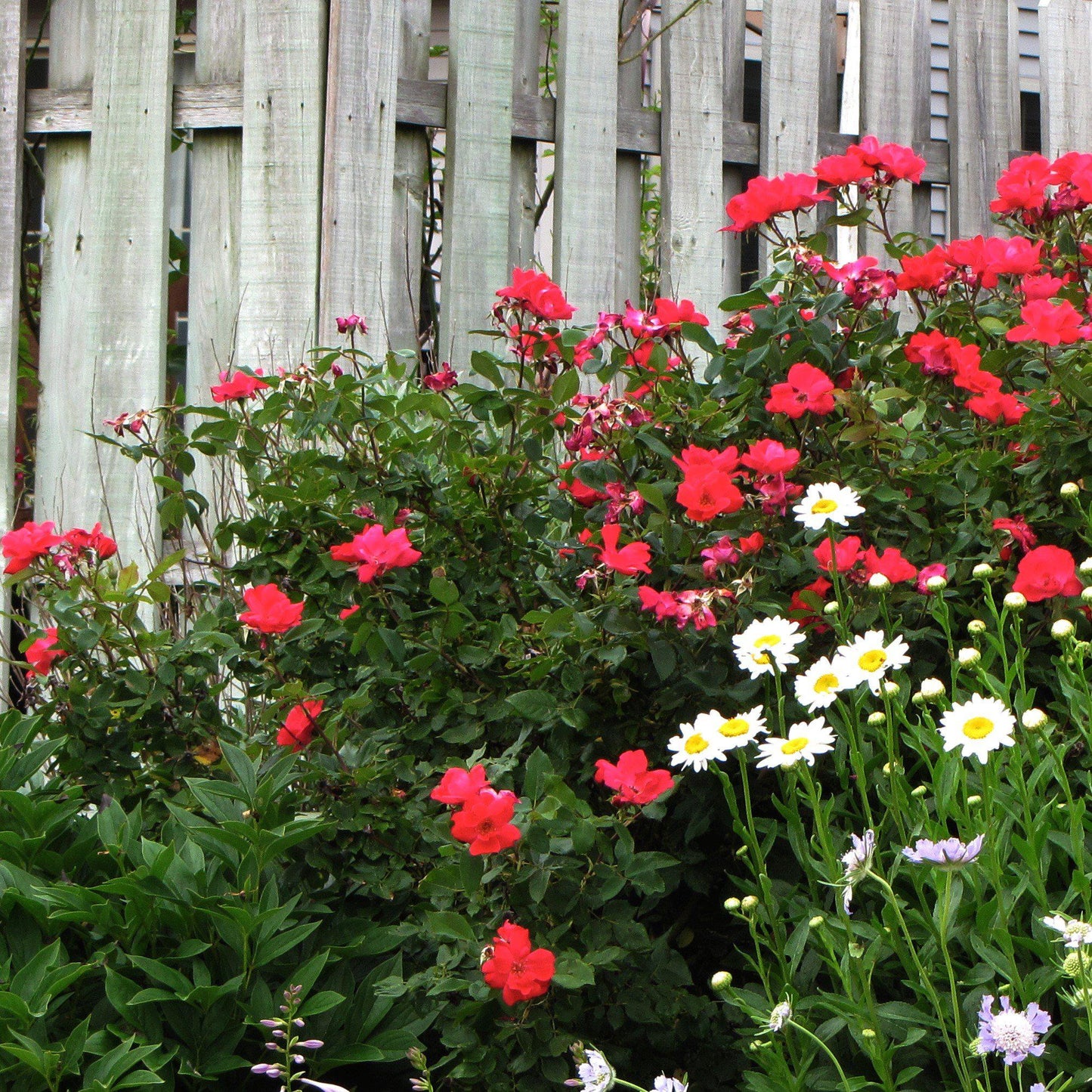 Rosa x 'Noare' - Flower Carpet® Red Rose