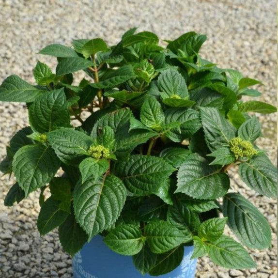 Hydrangea macrophylla 'Bailmacsix' - Endless Summer® Pop Star® Hydrangea