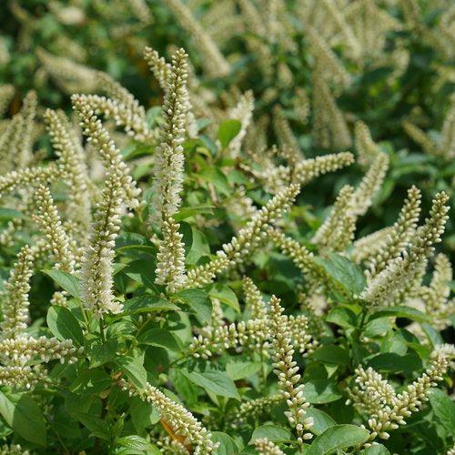 Itea virginica 'SMNIVMM' PP33549 - PW® Fizzy Mizzy® Sweetspire