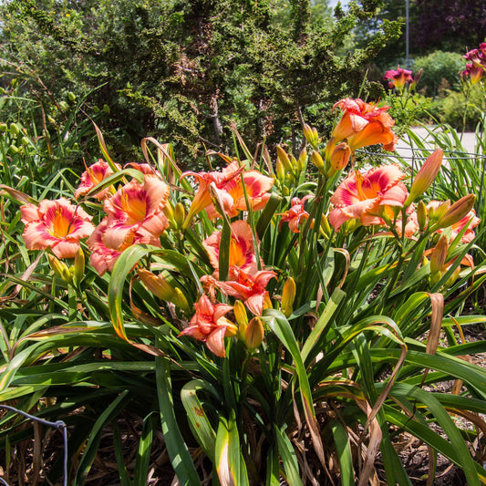 Hemerocallis 'Strawberry Candy' - Strawberry Candy Daylily