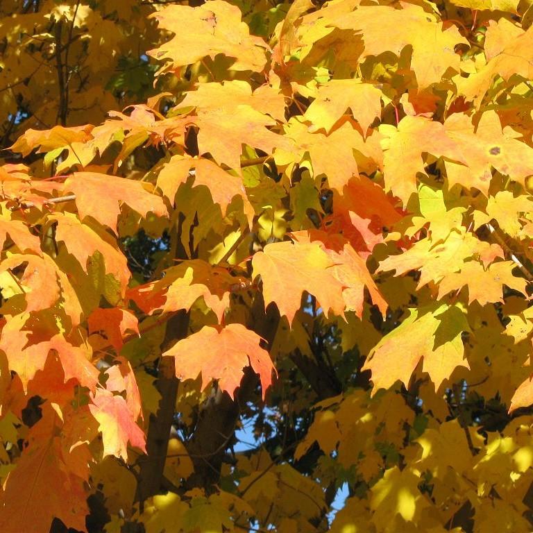Acer saccharum - Sugar Maple