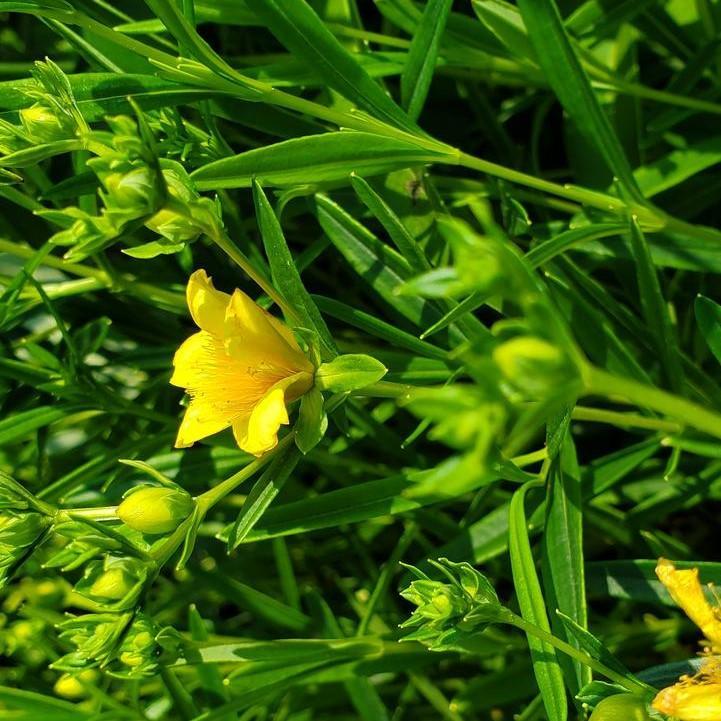 Hypericum kalmianum 'Gemo' - Gemo St. John's Wort