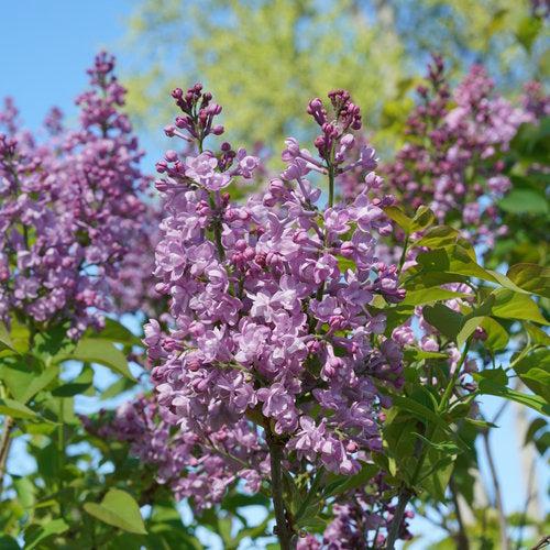 Syringa x hyacinthiflora 'SMNSHBBL' - Scentara® Double Blue Lilac