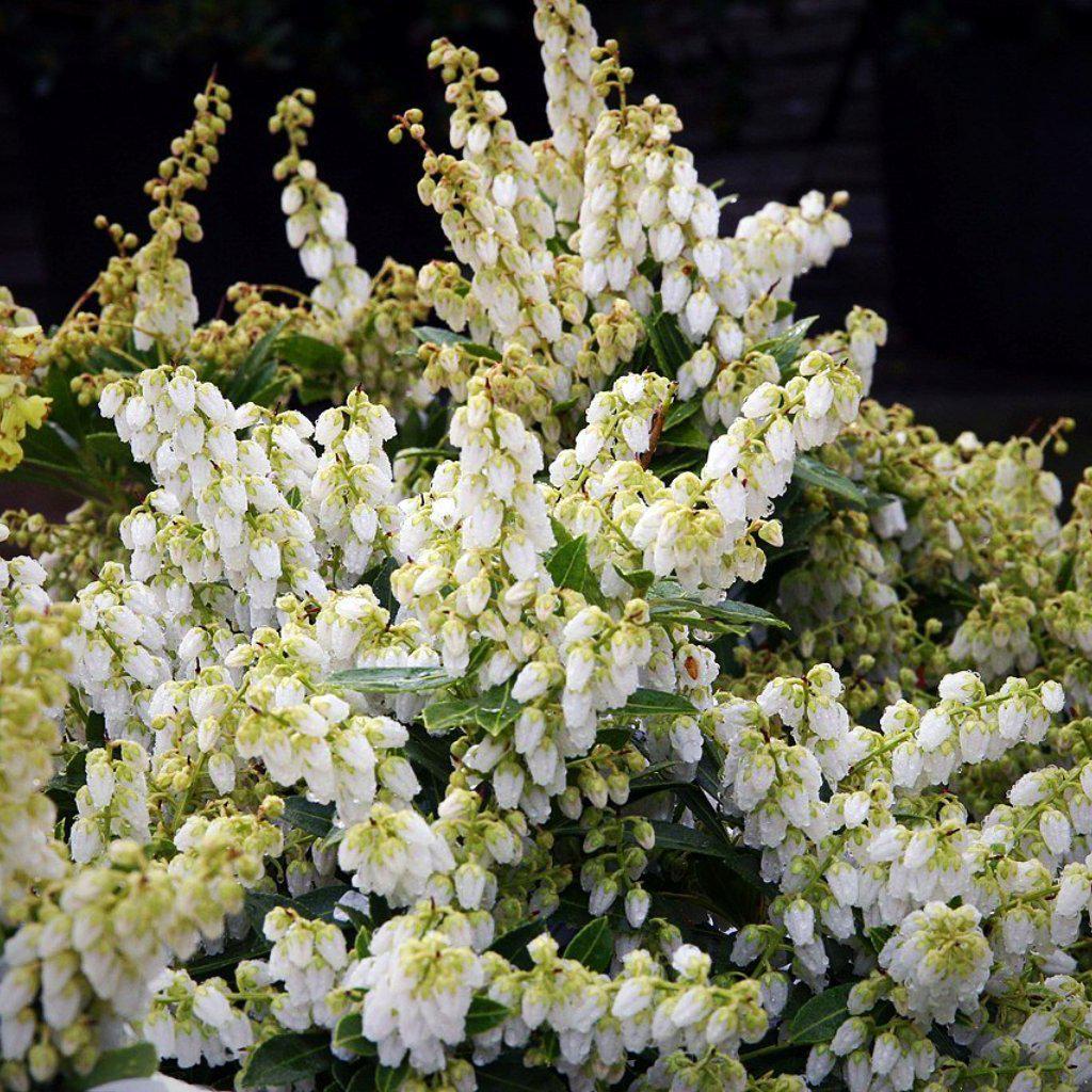 Pieris japonica 'Cavatine' - Cavatine Pieris